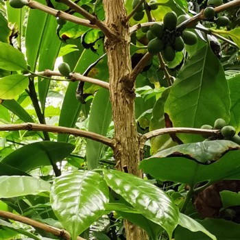 Coffea arabica Hortus Coffea arabica Hortus