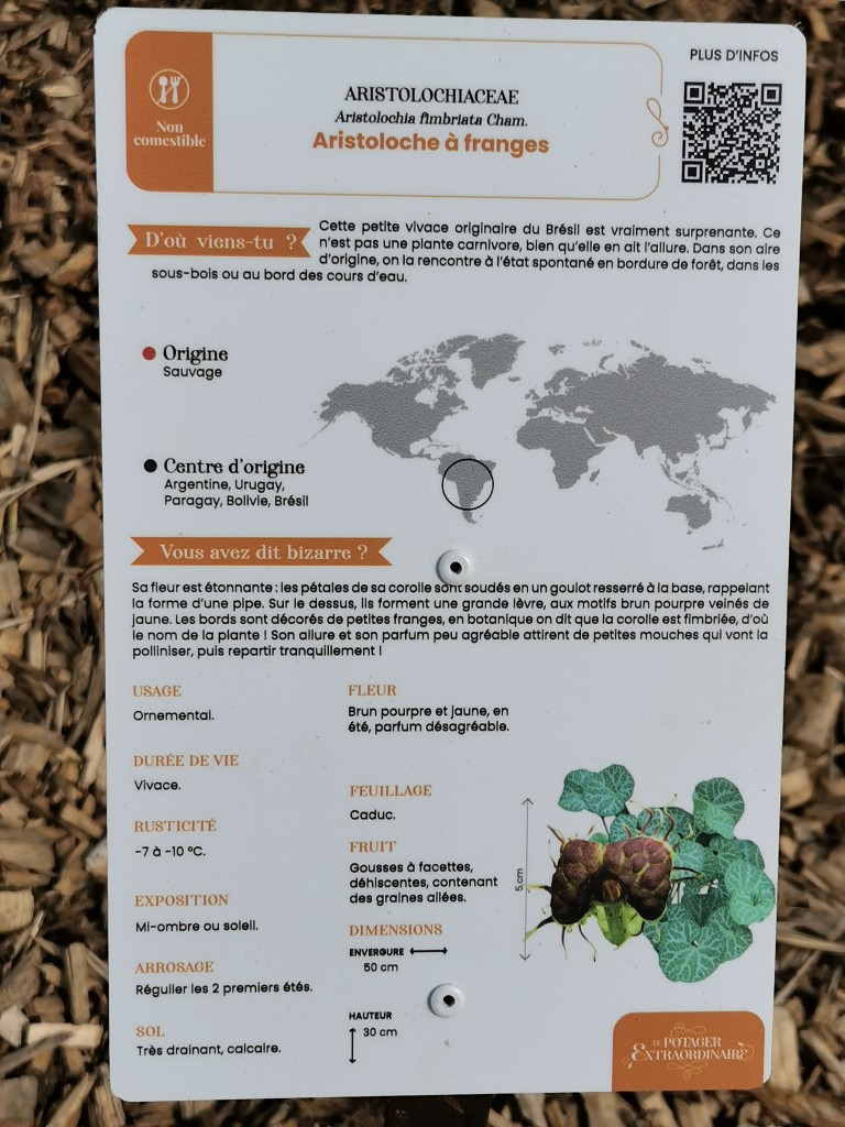 Le Potager extraordinaire  - Aristoloche