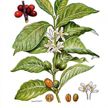 Coffea arabica planche Coffea arabica planche