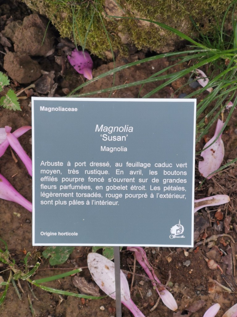 Offranville - étiquette botanique Magnolia 'Susan'