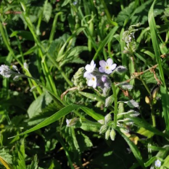 Plante messicole - Myosotis arvensis Plante messicole - Myosotis arvensis