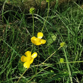 Ranunculus arvensis s Plante messicole - Ranunculus arvensis