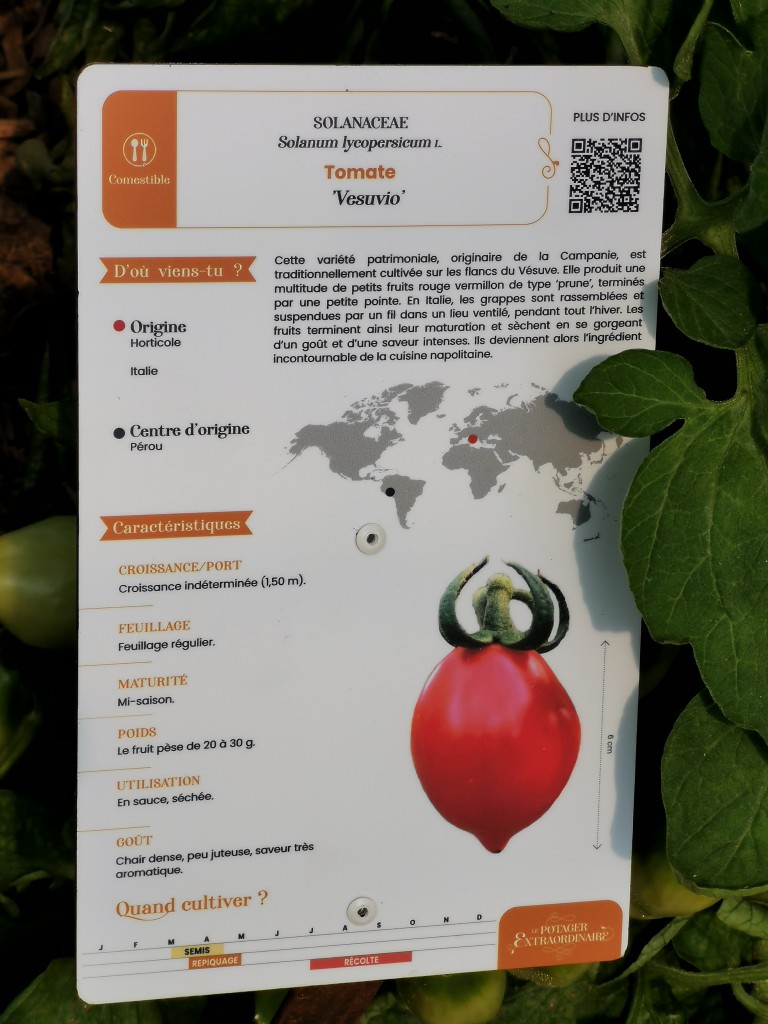 Tomate 'Vesuvio'