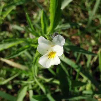 Viola arvensis s