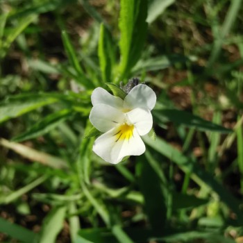 Plante messicole - Viola arvensis Plante messicole - Viola arvensis